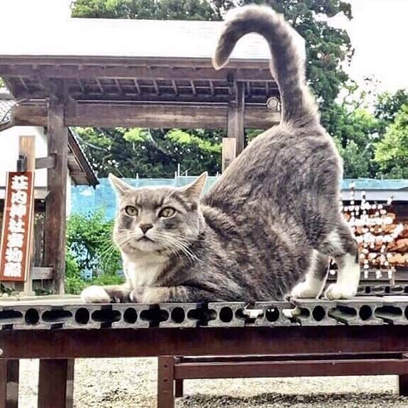 PETomorrowさんのインスタグラム写真 - (PETomorrowInstagram)「「猫の国 山形」シリーズ。前回は山形県天童市の温泉宿で女将を務める看板猫を紹介しましたが、今回はＳＮＳで話題になった、和の世界観に溶け込む人気猫！  #猫　#猫好きさんと繋がりたい #山形　#ねこすたぐらむ #catstagram #cats #japan #love #cute #pet #petomorrow」9月28日 9時25分 - petomorrow