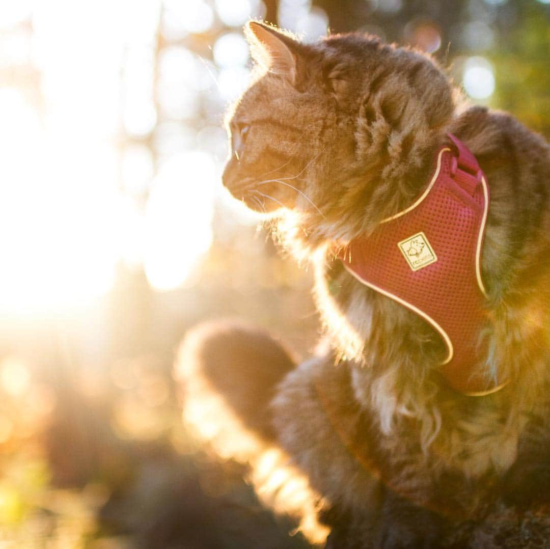 Bolt and Keelのインスタグラム：「Our latest harness review of @rcpetproducts Adventure Kitty Harness is up on our blog! (Link in our bio) Spoiler: It’s our new go-to harness. Let us know what you think!」