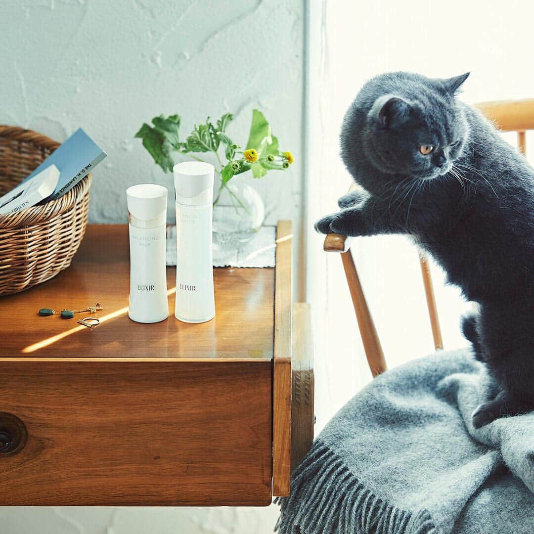 のインスタグラム：「ぼくの飼い主さんは、いつものスキンケアの化粧水と乳液を一緒に使っているから、肌のべたつきと毛穴が目立たなくなったって喜んでいた。 . 毛むくじゃらなぼくには関係ないけど、毛穴が目立たないのは、肌がきれいに見えるいいことなんだって。 . #ファーストエイジングケア #きょうと未来の肌に #エリクシールルフレ #スキンケア #バランシングミルク #バランシングウォーター #乳液 #化粧水と乳液 #化粧水 #基礎化粧品 #毛穴ケア #毛穴対策 #お肌ケア #保湿 #潤い #透明感 #水分バランス #皮脂バランス #愛用コスメ #お気に入りコスメ #お気に入りアイテム #フレッシュブーケ #いい香り #秋のスキンケア #ねこすたぐらむ #ねこと暮らす #ねことの毎日 #ねこがいる生活 #ねこの気持ち」