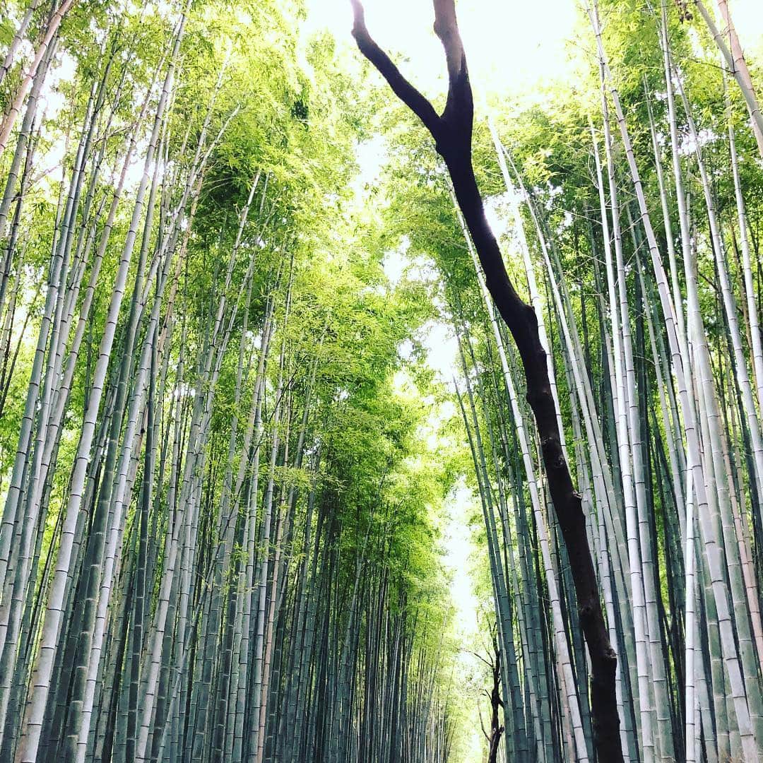 義村萌さんのインスタグラム写真 - (義村萌Instagram)「. 嵐山と清水寺に行ってきた . 京都の風情あふれる街並みと漬物は大好きです♡ 両方満喫できて楽しかった〜！ あとたくさん縁結びしといた。笑 しほさんまた遊ぼうね♡ . ほんとはもっと写真もあるけどお気に入りだけ ほんとにカメラほしい… . #京都旅行 #嵐山 #清水寺 #着物 #常寂光寺」9月28日 13時18分 - moe.yoshimura