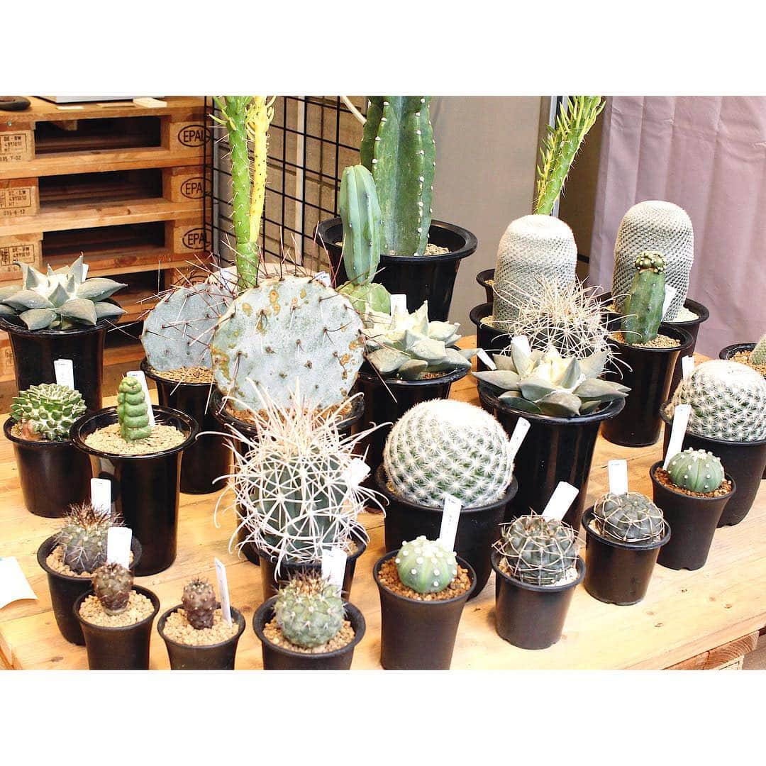 吉祥寺PARCOのインスタグラム：「necomoss🌵🌿期間限定オープン！﻿ ﻿ 今日はなんだか暑かったり寒かったり。﻿ 30日あたりに台風がくるみたいですね。﻿ ﻿ 1F「TURN the TABLE」（公園通り側）では﻿ necomossが10/2(火)まで期間限定オープン！﻿ ﻿ 空間いっぱいの魅力的な植物たち🍃﻿ ミニ盆栽や、塊根植物など…﻿ 見ているだけでおもしろいです👀﻿ ﻿ お部屋に緑があるだけで、ばつぐんに癒し効果があるみたいです。﻿ お値段もお手頃なので、﻿ この機会にお部屋に緑を置いてみませんか？﻿ ﻿ 11：00～18：00オープンなので﻿ ご注意下さい🚨⚠️﻿ ﻿」
