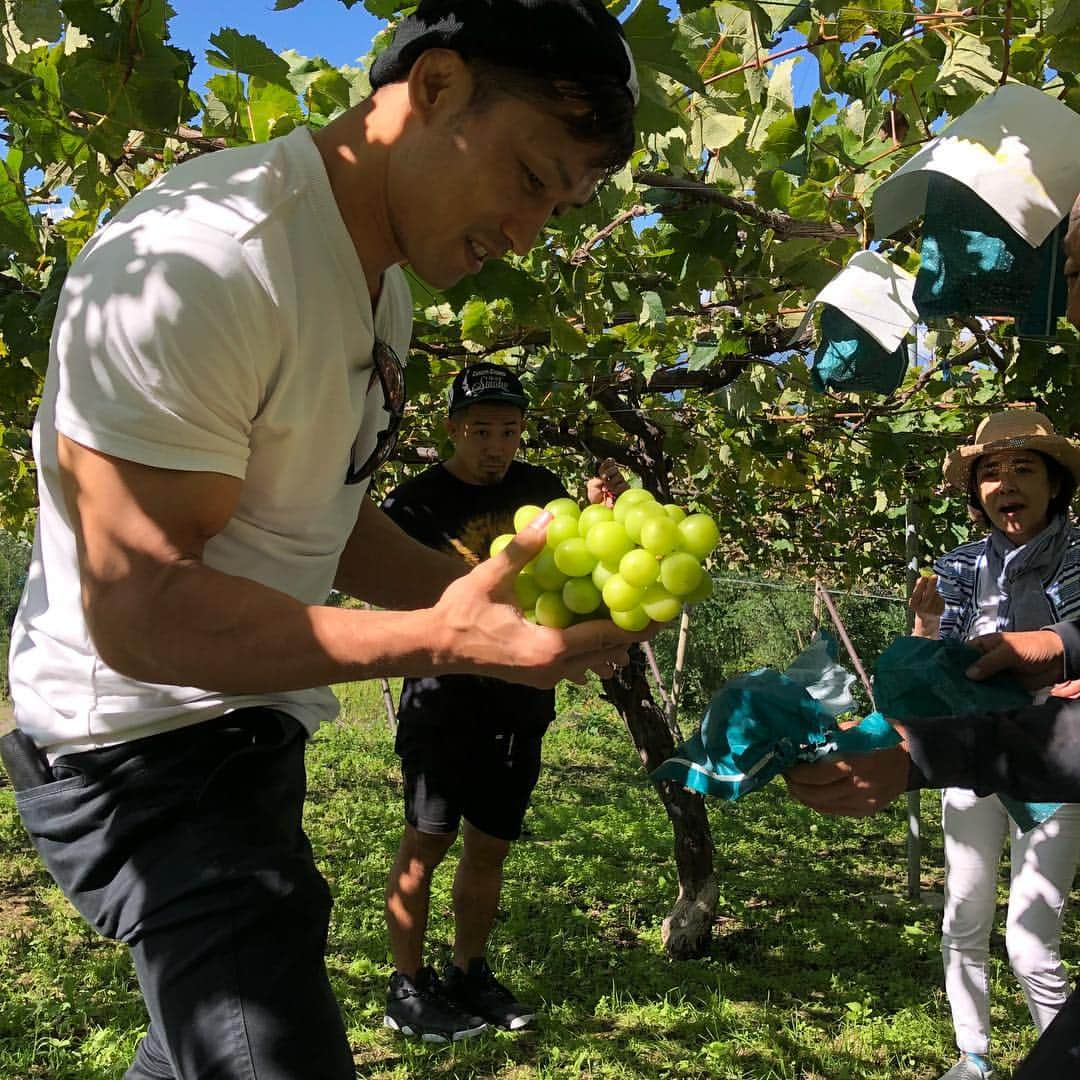 宮田和幸さんのインスタグラム写真 - (宮田和幸Instagram)「日帰りぶどう狩りに行ってきました。 岸本さんと仲良しのぶどう園 至れり尽くせりサービスしていただきました！彦摩呂さんの食レポ隣で聞けて良かったです^_^ #ぶどう #シャインマスカット ＃果物好き #岸本加世子 #彦摩呂 ＃ブレイブジム」9月28日 23時15分 - miyata.hercules