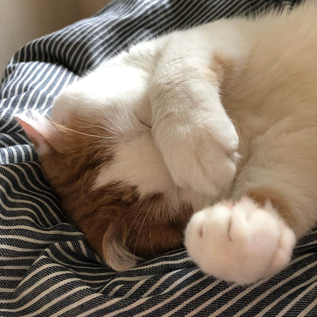 一休さんのインスタグラム写真 - (一休Instagram)「2018.9.28 * 眠いにゃ〜😪 * #まん丸ねこ部 #cat#cats#scottishfold#animal#pet#cute#adorable#fluffy#instacat#catstagram#catsofinstagram#neko#kawaii#고양이#katze#chat#gatto#gato#猫#ねこ#ネコ#にゃんこ#スコティッシュフォールド#ねこ部#にゃんすたぐらむ#一休さんの日常」9月28日 23時29分 - ikkyu1220