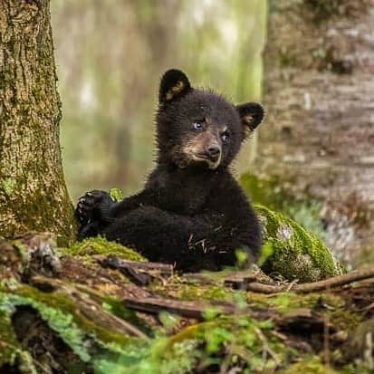 Bearsのインスタグラム：「Too cute to be true! 😍❤️🐻 #bear #bears #blackbear #animal #animals #cute #adorable #belovedbears #saveouranimals #saveourbears #love #weloveanimals #bearcub #cub」
