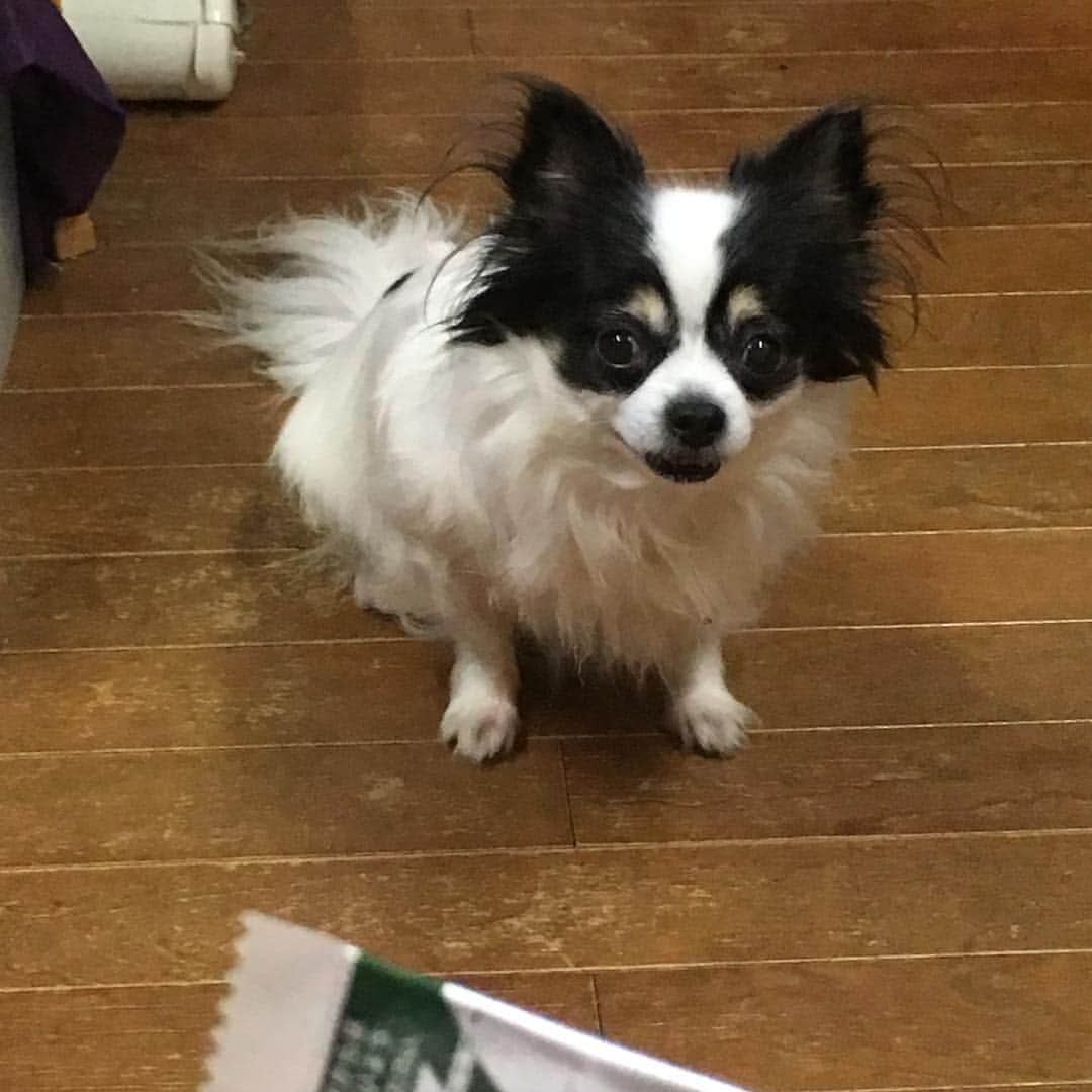 のインスタグラム：「アコが、本日の朝実家の勝手口に戻って来ました✨  ご協力ありがとうございます😊  #迷子犬 #迷子チワワ #迷子犬保護  #迷子犬捜索」