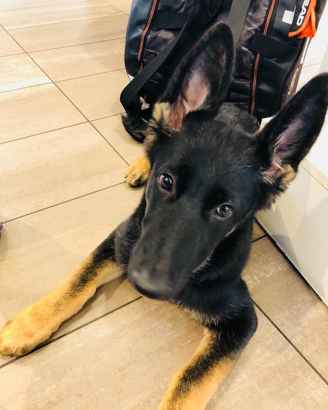 尾崎里紗さんのインスタグラム写真 - (尾崎里紗Instagram)「Thanks for hitting, su jeong:)﻿ ﻿ and pretty dog in a tennis shop!﻿ I like him😍🐶﻿ ﻿ ﻿﻿ ﻿﻿ #glico #powerproduction #head #teamhead #asicstennis #teamasics #imoveme #onitsukatiger #gram3 #グラムスリー #tbc_aesthetic #エステ #エステティックtbc #尾崎里紗 #tennis #tennisplayer #テニス #citizen #tiffany #4どしー #teamlab #ファッション #フィットネス #fitness #トレーニング #training #犬 #ペット#東京カフェ」9月30日 19時23分 - risaozaki410