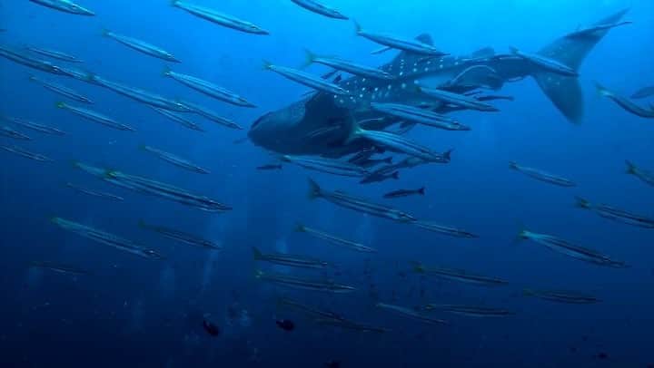 H I R O M I M O R I Y Aのインスタグラム：「Whale shark🦈🦈🦈✖️ Barracuda🐟🐟🐟 @goprojp @gopro @scubadivingmag @kingsofthedeep @nicolaideutschfilm  @underwaterphotography @divermag  #thailand #diving #scubadiving  #gopro #goprojp #goprodiving  #goprodiver」