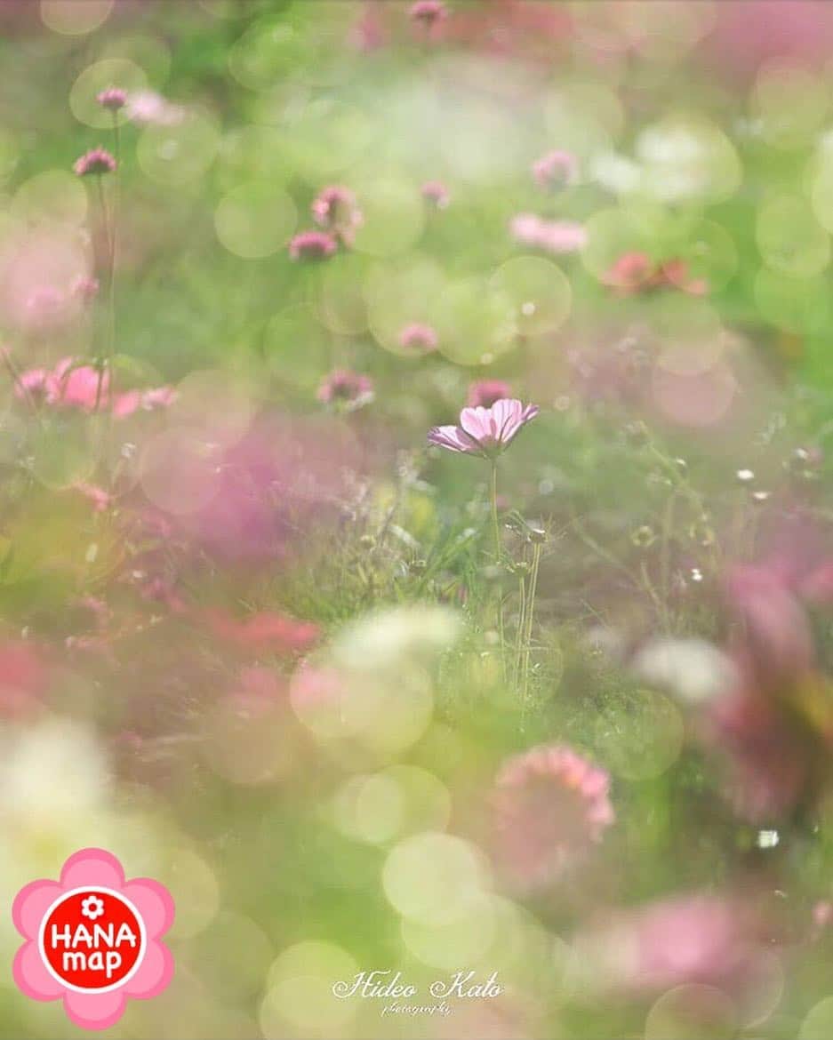 はなまっぷ❁日本の花風景さんのインスタグラム写真 - (はなまっぷ❁日本の花風景Instagram)「🌸はなまっぷ🌸 * @hidechan7777 さんの 花のある風景に花まるを💮 * 玉ボケいっぱい夢のような秋桜をありがとうございます😊🌸 * 愛知  #フラワーパーク江南 Flower Park Konan, Aichi Pref. * 🌼コスモスの花言葉📝🌼 乙女の真心/調和 * 見頃を過ぎている場所もご紹介しています。 お出かけの際はHP等で最新の情報をご確認くださいね🙏🌸 * 🌸•••🌸•••🌸•••🌸•••🌸•••🌸 * いつも素敵なお花をありがとうございます😊 日本の花のある風景にタグ付けしてください🌸 お花があれば何でもOKです💓 * #はなまっぷ * #花言葉#花#花畑#秋桜#コスモス」9月30日 22時06分 - hanamap