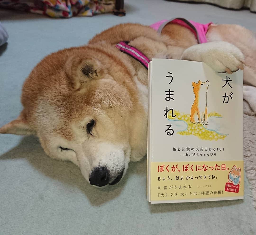 柴子さんのインスタグラム写真 - (柴子Instagram)「読書の秋に柴子(仮名)がオススメする一冊！ 「犬がうまれる」 ほっこりするよー(*´∀｀*) #犬がうまれる #雲がうまれる #くもといっしょに #柴犬 #shibainu #shibastagram  #拡散希望」10月2日 0時44分 - senogawadogs