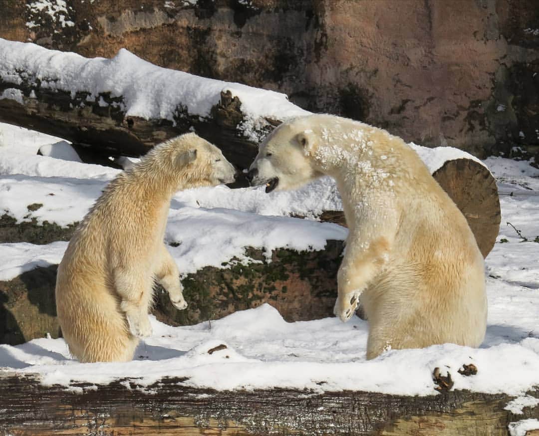 Polar Bearsのインスタグラム：「Who is the BOSS ?!?! 🤩 . Thank you for your shopping and supporting our mission. . Link in Bio . #savepolarbears #polarcouture #savethearctic #saveourseaice #polarbear #climatechange #globalwarming #sustainability #sustainableliving#beardesigns #bearsquad #polarbearlove #sustainablestyle #iamboss #saveouroceans #arcticprotection #northpole #orsopolare #ourspolaire #monaco #cotedazur #principautedemonaco #frenchriviera #casualchic #wildlifeprotection #wildlifeadventures #plasticfreeoceans」