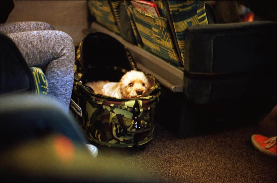 田島貴男さんのインスタグラム写真 - (田島貴男Instagram)「旅の犬。 #フィルムカメラ #leica #ektar100  #ilforddelta100  #summicron50  モノクロは #自家現像」10月16日 15時54分 - tajimatakao