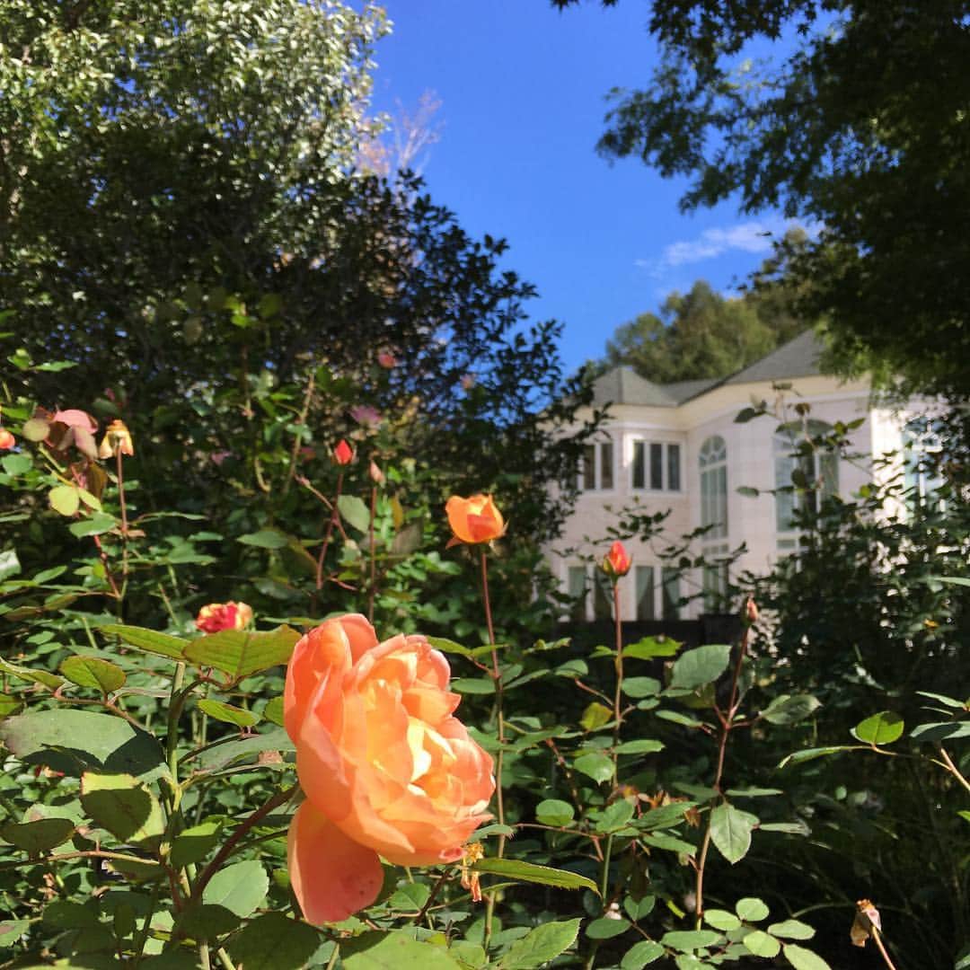 渚さんのインスタグラム写真 - (渚Instagram)「薔薇の写真沢山撮って来たので、もう少しだけ。 #rosegarden #rose #garden」10月16日 19時15分 - nagi731