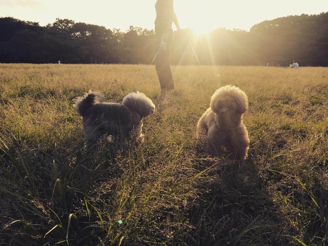 小泉里子さんのインスタグラム写真 - (小泉里子Instagram)「本日の散歩 @代々木公園 #トコリケ #toquo #rique #toypoodles #red #silver #dogs」10月2日 19時37分 - satokokoizum1