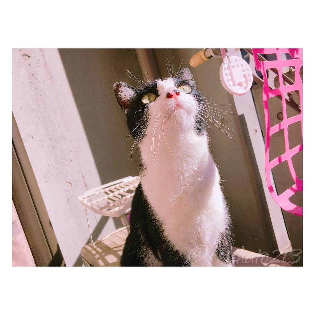 みはとのインスタグラム：「日向ぼっこ☀️ ・ 天気がいい日は 一緒にベランダで遊びます♡ ・ ・ ほんとはハーネスつけて お散歩したいけど ハーネスつけると全く歩いてくれないので ベランダで我慢。 ・ ・ #にゃんこ #にゃんすたぐらむ #vivi #nyanstagram #cat  #日向ぼっこ #日向ぼっこ猫 #涼しくなったね」