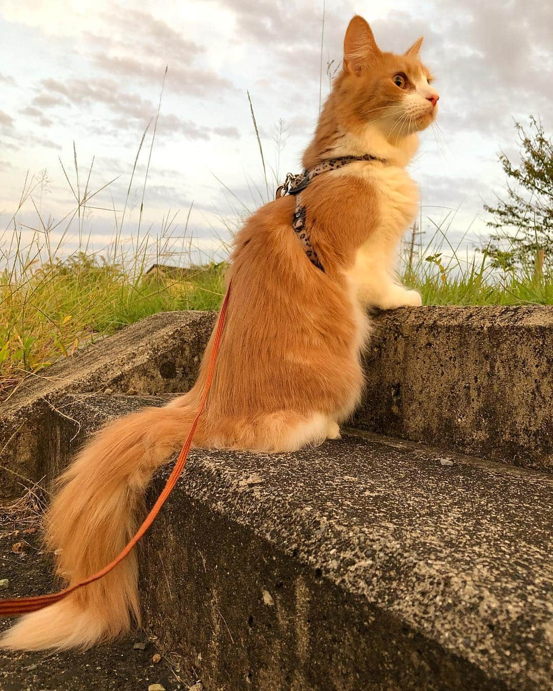 Rachel & Junさんのインスタグラム写真 - (Rachel & JunInstagram)「Nagi being a good adventure boye」10月3日 18時37分 - rachelandjun