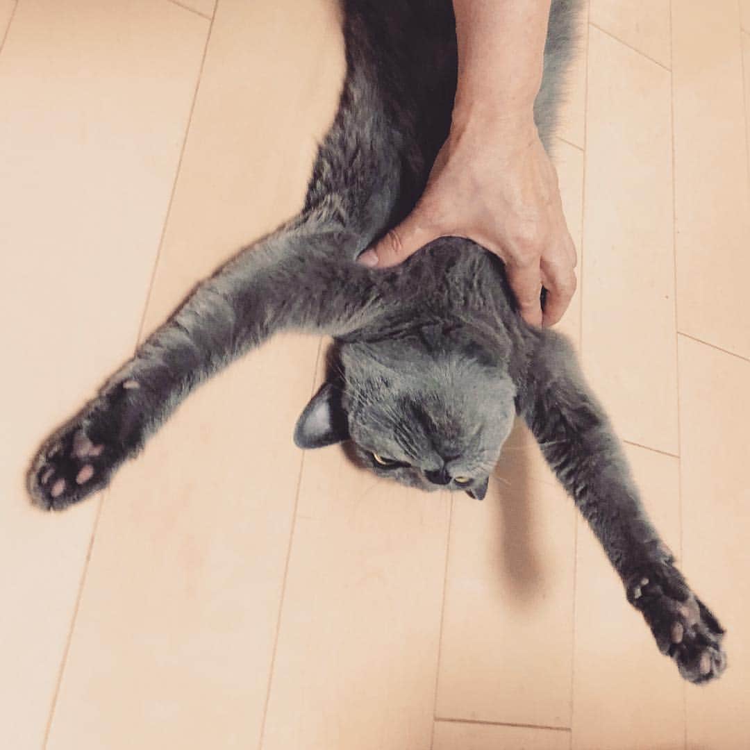 内田彩さんのインスタグラム写真 - (内田彩Instagram)「実家の猫☺︎」10月3日 15時51分 - aya_uchi_da