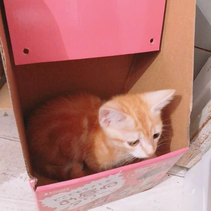 のインスタグラム：「宇宙のお家(?) #猫 #マンチカン #まんちかん短足」
