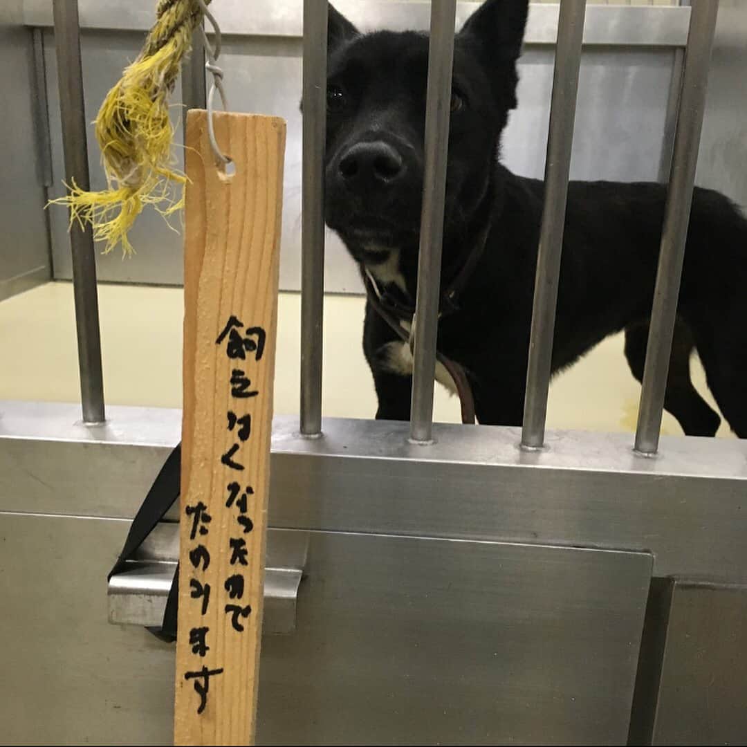 波瑠さんのインスタグラム写真 - (波瑠Instagram)「徳島の保健所に持ち込まれたそうです。とても悲しい。あたたかい家族に巡り会えますように。こんなことが起こらない国になってほしいです。」10月3日 23時19分 - 06_haru_17