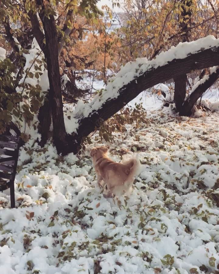 ブリタニー・ロジャースのインスタグラム：「Apple doesn’t fall far from the tree 😇 #gymnastdog @dogsofinstagram @dogs.lovers @thedogist」