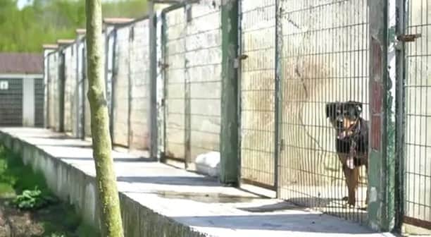 ギョクハン・インレルのインスタグラム：「Onların Yanındayız #TürkiyeSokakCanlarınıSeviyor #DünyaHayvanlarıKorumaGünü #SatınAlmaSahiplen #AdoptDontShop #WorldAnimalDay #WorldAnimalDay2018 #G88 👊🏽🐾❤」