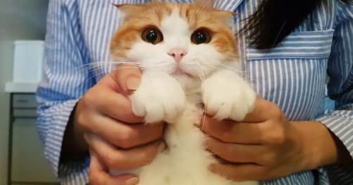 Nana _The Scottish Foldのインスタグラム：「Nana should be in shrek 3? Lol . . 슈렉고양이 나찌찌❤️ . .  #caturday #instagramcats #instacats #kittycat #mycat #cutecat #lfl #kittensofinstagram #lovekittens #thedailykitten #kittylove #pet #instapet #instapets #petlover #petoftheday #pets_of_instagram #happy_pet #ilovecats #catsofinstagram #냥스타그램 #묘스타그램 #고양이그램 #고양이 #고양이스타그램 #냥스타그램 #스코티쉬폴드 #나나스타그램 #caturday」