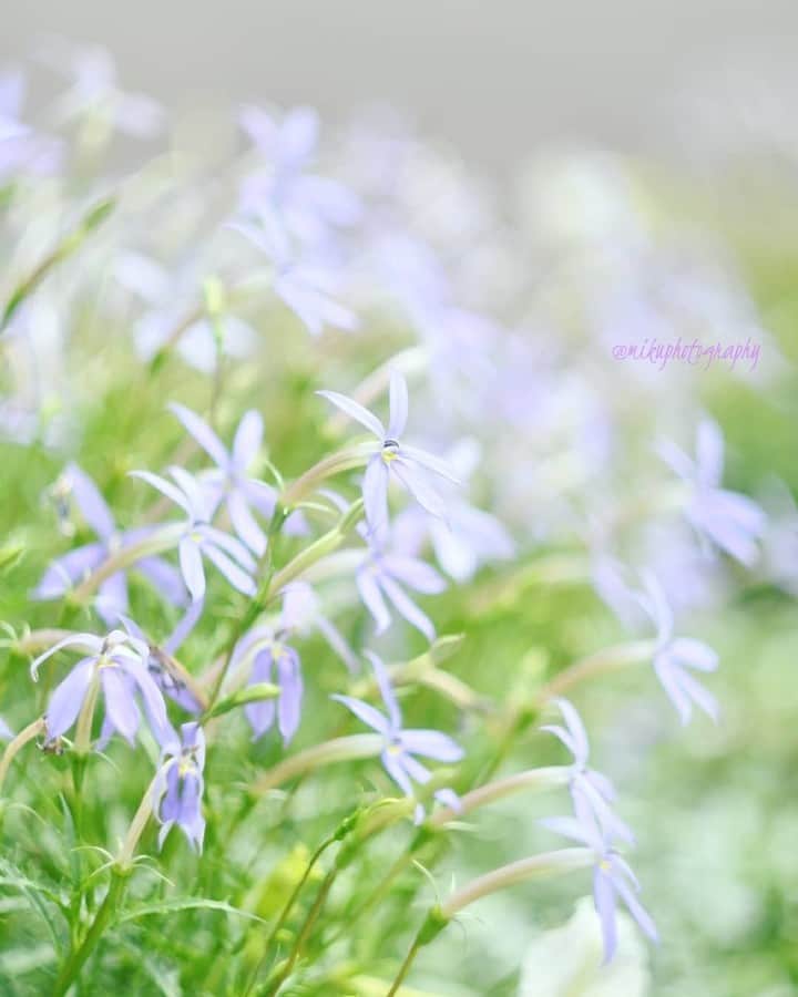 花の写真館のインスタグラム：「Photo by @miku.photography. https://instagram.com/miku.photography/ . Original Post[投稿頂いたURL] https://www.instagram.com/p/BocuMmYg4wt/ . 本アカウントは、 #私の花の写真 をつけてInstagramに投稿された皆さまの花の写真や、「花の写真館」Facebookページで投稿された花の写真を紹介します。 「花の写真館」Facebookページは、「 @floral.photograph 」のプロフィールにあるURLからご覧ください。 . #花の写真館 #floralphotograph #floralphoto #flower #flowers #富士フイルム #FUJIFILM Follow: @floral.photograph」