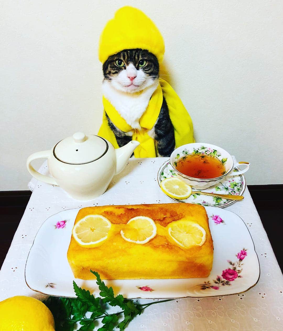 マロさんのインスタグラム写真 - (マロInstagram)「レモンの日🍋  SWIPE➡️ October 5 is the day of Lemon in Japan. ★ いつもコメントありがとうございます😸🙏💕 返信出来なくてすみません🙇‍♀️ 全て拝見しています🐾 ★ Thank you for your kind comments😸🙏💕 I'm sorry that I couldn't reply. ★ #cat#cats#catsofinstagram#😻 #lemon#cake#sweets#tea#猫 #猫#ねこ部#ふわもこ部#みんねこ #にゃんすたぐらむ#レモンの日  #レモン#パウンドケーキ#紅茶 #レモンティー#mannishboys」10月5日 21時51分 - rinne172