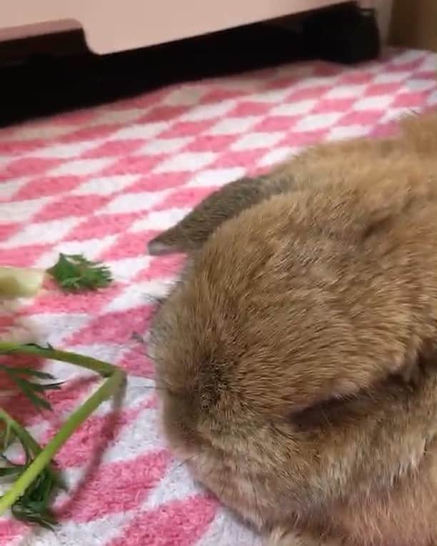 鈴華ゆう子のインスタグラム：「むくむくからのペターーー #ポーランドロップ #うめ #うさぎ」