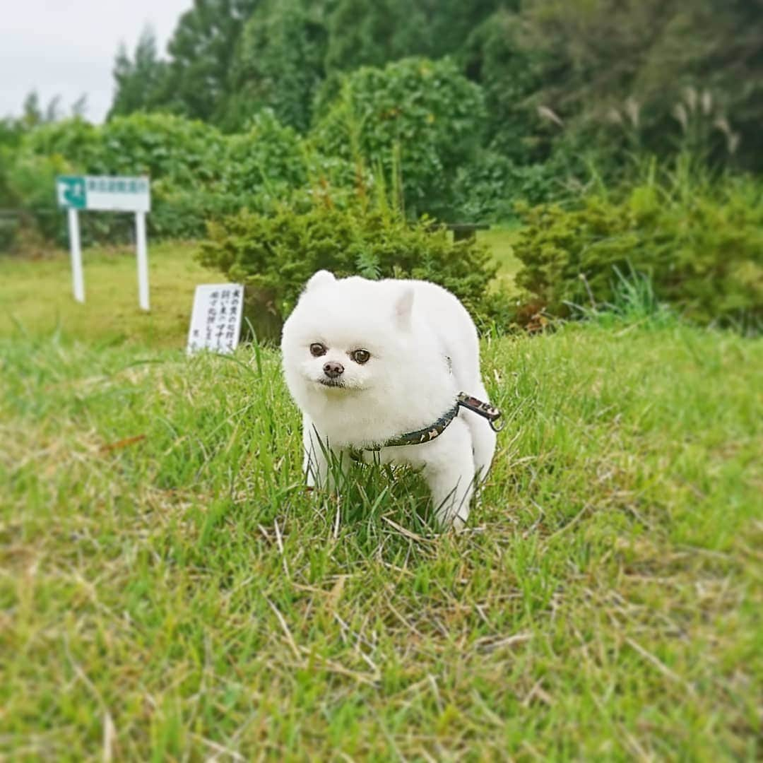 ニコちゃんさんのインスタグラム写真 - (ニコちゃんInstagram)「夢がMORIMORIやっほい🐶✨ #夢がMORIMORI #夢MORI #希望もMORIMORI #森口博子 #森脇健児 #SMAP #ニコちゃん #ポメリズム #ポメラニアン #白ポメ #pomeranian」10月6日 8時31分 - nico_susukita