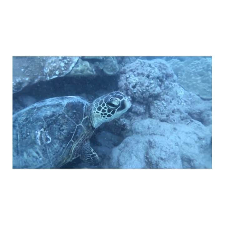 工藤大輝のインスタグラム：「🐢＋me #hawaii #scubadiving 📹 @showmov」
