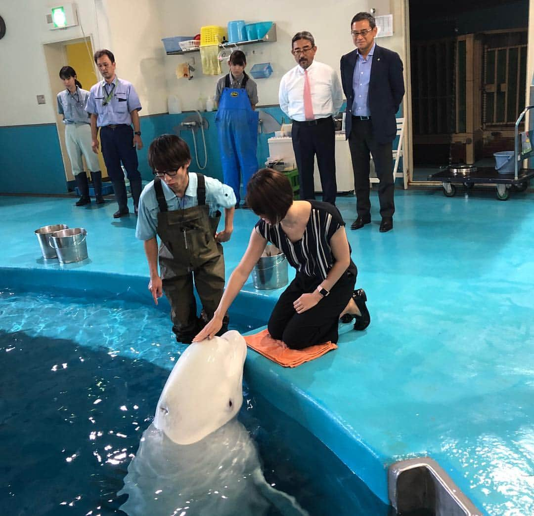 星奈津美さんのインスタグラム写真 - (星奈津美Instagram)「先日、名古屋で講演をさせて頂いたあと名古屋港でクルーズ船に乗せてもらい、名古屋港水族館も見学させて頂きました🐬✨シャチのドルフィンキックは滑らかで本物だ‼︎と思いました（笑）最後は大好きなひつまぶしを🤤何度も行かせて頂いてる名古屋ですが、こんなに堪能できたのは初めてで幸せでした☺️❣️#名古屋港 #名古屋港水族館 #蓬莱軒本店」10月6日 17時39分 - ntm_hoshi