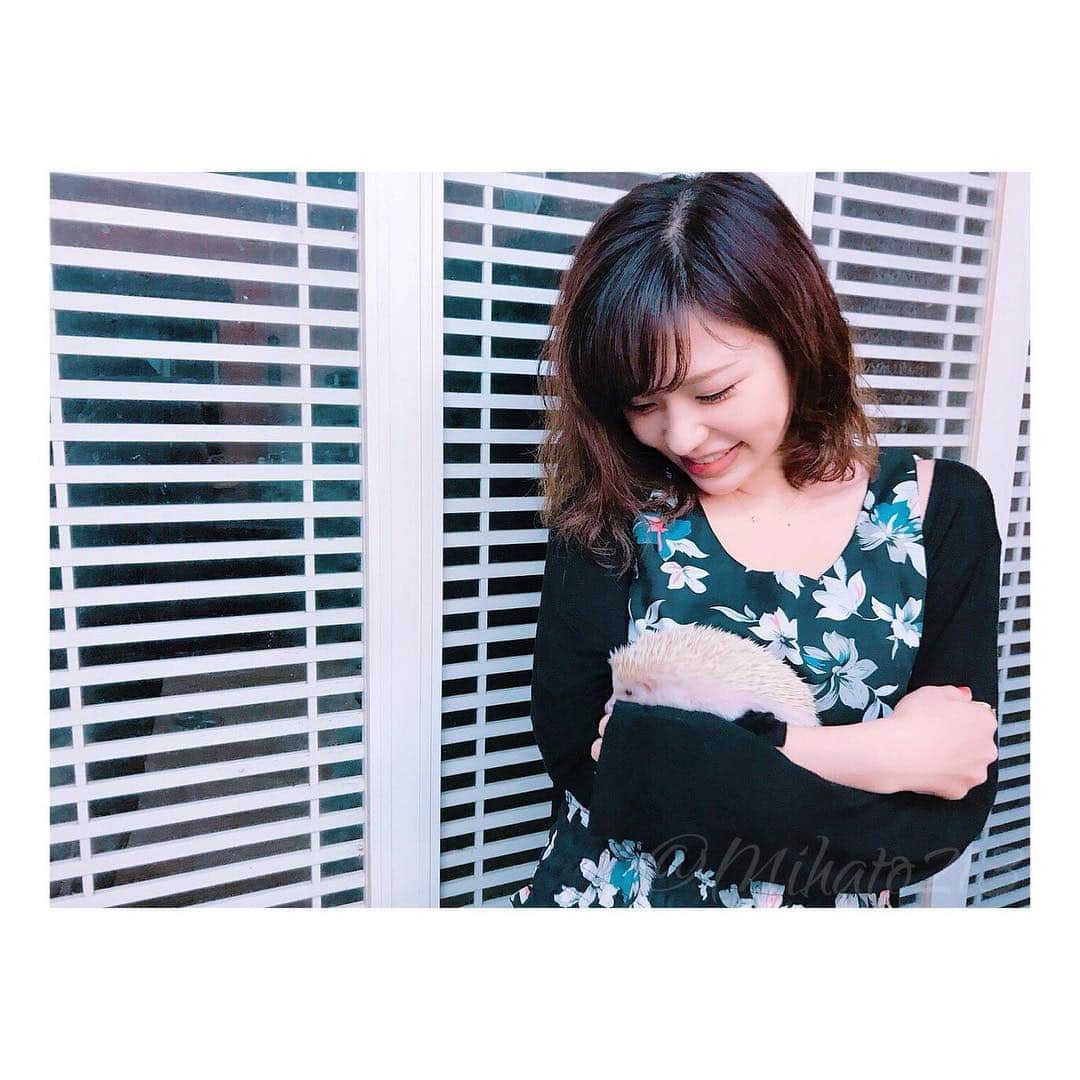 みはとのインスタグラム：「はじめての抱っこ。 ハリネズミのハリーさん。 ・ ・ かわいー💓 痛かったけどかわいー😍 ・ ・ #ハリネズミ #初めて触れ合った #怒ると怖い #でも可愛い #やっぱ針は痛いのね」