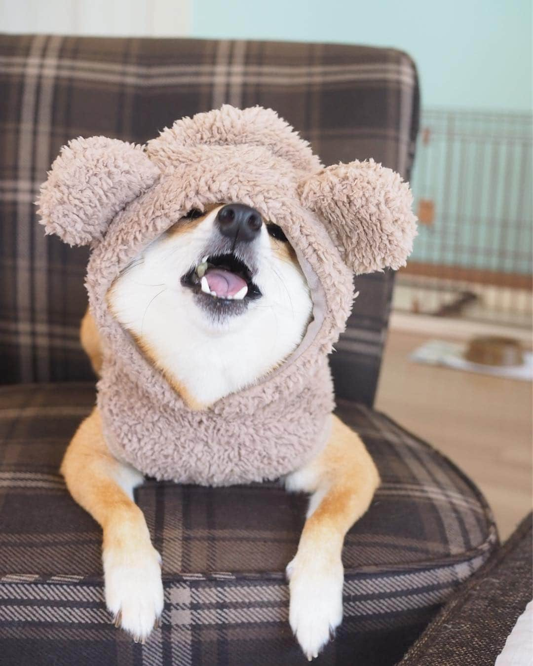 豆柴にこちゃんさんのインスタグラム写真 - (豆柴にこちゃんInstagram)「🐶🐻 にこっくま参上🐾 チェブラーシカにも見える😆 . リリックマちゃんとおそろい💕 @lily0316am  一緒に写真とろうねー🐻🐻 . #クマになると顔がどよーん . 🌼ストーリーハイライトに、 にこっくま写真をまとめました . #柴犬#豆柴#pecoいぬ部#犬#わんこ#まめしば#west_dog_japan#犬#todayswanko#ここ柴部#shibainu#dog#mameshiba#pecotv#dog#いぬのきもち部#しばいぬ#しばけん#こいぬ#シバイヌ#いぬ#イヌ#赤柴#マメシバ#ペット#日本犬#子犬」10月7日 10時09分 - nikochan.mame48