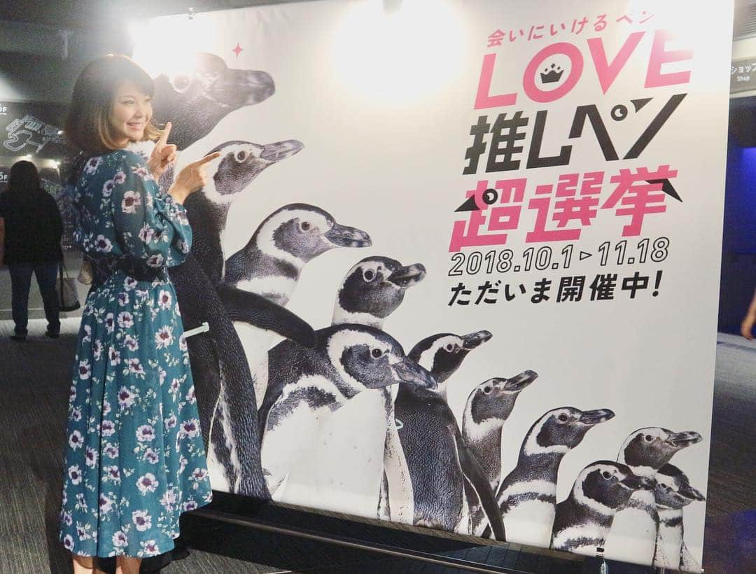 長谷川真美さんのインスタグラム写真 - (長谷川真美Instagram)「🐧💕 ・ ほんと #ペンギン愛 が 止まらないーーー❤️ ・ 年パスで通い詰めてる #すみだ水族館 🐧✨ ・ #LOVE推しペン総選挙 がやってて #推しペンギン への #推し事 してきました💗 #推し は #ダメンズ好き の エントリーNo4 #たいこ @taiko_oshipen 🐧 ・ でもどの #ペンギン も可愛い…😂 それぞれの性格とか プロフィール見るのも楽しかった❤️ ・ 私が小さい時 #ペンギン好き すぎて たくさんグッズ集めてたな〜🌟 息子ちゃんも好きになってくれるかな？🐧💕 ・ #推しペン超選挙 ‭#🐧 #推しペン #メス #甘えん坊 #かまってちゃん #アンチョビーズ‬ #はち成長記録」10月7日 14時03分 - maami.hase