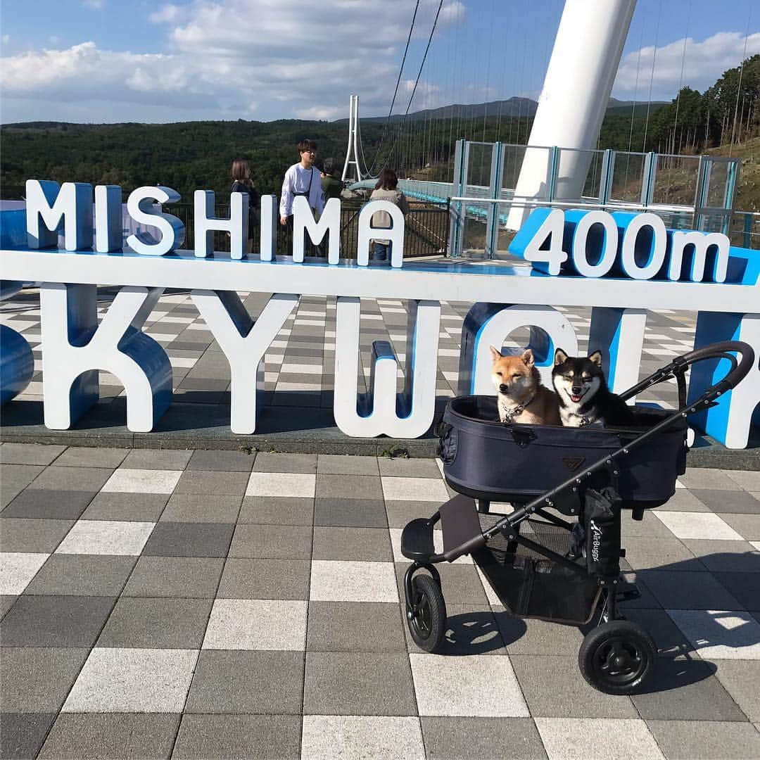 豆柴なつ&ふゆさんのインスタグラム写真 - (豆柴なつ&ふゆInstagram)「Longest suspension bridge in Mishima city🌉😆‼️ 三島スカイウォークで吊り橋渡りました😆‼️ (ワンコはバギーで🆗) ✨  #旅行#trip#黒柴#赤柴#柴犬ライフ#三島スカイウォーク #pecoいぬ部 #shiba_snap #箱根 #hakone #吊り橋 #suspensionbridge #travel  #柴犬#shiba #shibainu #shibastagram #犬連れ旅行 #pecoいぬ部 #airbuggy #shibainumag_feature #instafollow #dogoftheday  #🐕📷 #theshibasociety #mameshiba  #柴#proudshibas #cutepets #柴犬マニア」10月7日 14時10分 - mameshiba.natsuinu56