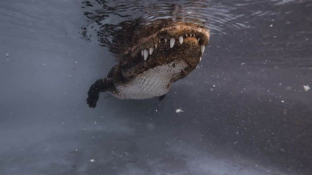 Elena Kalisのインスタグラム：「How about a bit of respect for  some of the first inhabitants of Florida? 🐊🌿」