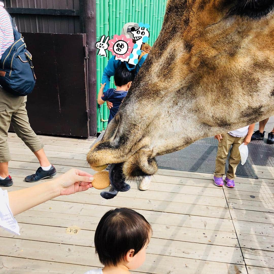 石塚錬さんのインスタグラム写真 - (石塚錬Instagram)「. 👦💬「どうぶつの秋🐴🦌🦒」 . 1枚目:芸術の秋🐴 2枚目:しかさんの秋🦌笑 3枚目:食欲の秋🦒 . 👦💬「Fall animals🐴🦌🦒 Fall is the best season for doing something w/animals」 . 1st:  Fall arts🐴 2nd:Fall deer🦌 3rd: Fall appetite🦒  In Japan, we say Fall is the best season for "xxx". ex) arts, sports, eating meals Ren made the new phrase "Fall animals". . #石塚錬 #成長日記  #錬画伯 #しかさんの秋はむりやりです笑 #キリンさんはビスケットのあとに錬の頭を食べるかもしれません😋 #馬 #horse #말 #马 #Kuda #ม้า #鹿 #deer #사슴 #Seekor rusa #กวาง #キリン #giraffe #기린 #麒麟 #Kirin #จี๋หลิน #ishizukaren #renishizuka #이시즈카렌」10月7日 20時00分 - ishizuka_ren