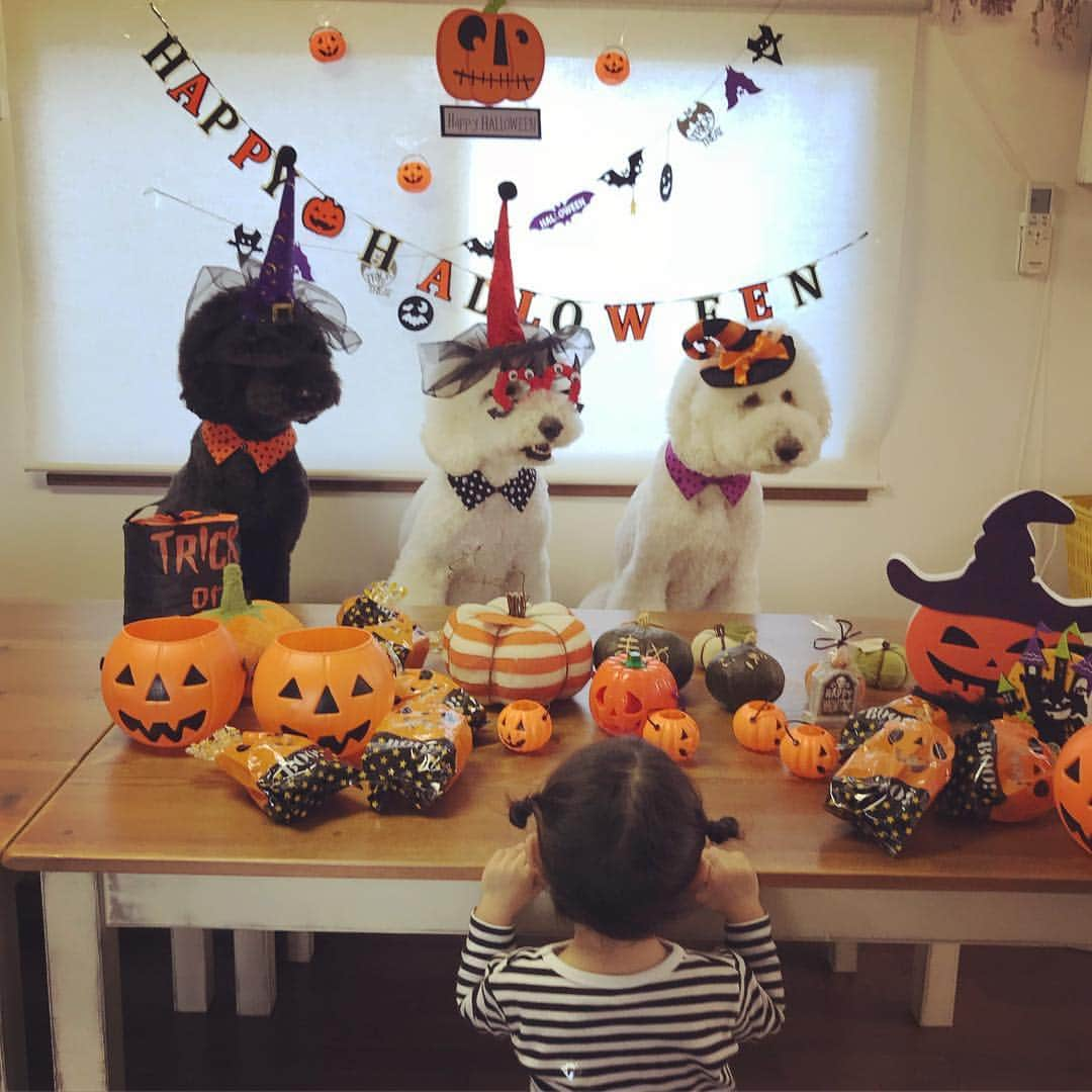 たまねぎさんのインスタグラム写真 - (たまねぎInstagram)「. . お部屋をHalloween仕様に(*´∇｀*) minneで可愛い付け襟みつけちゃった💕 minneうちの子ハロウィンコンテストに応募します💕 . ワンズで撮ってたらまめちゃんも一緒に入りたいって。 がっくんの付け襟借りてくぅさんりっくんとパチリ(*^ω^*) . . #standardpoodle #dog #lovedogs #poodlesofinstagram #スタンダードプードル #大型犬と子供 #poodle #dogstagram #east_dog_japan #いぬのいる生活 #もふもふ部 #わんこ部 #子どもと犬 #kidsanddog #ママリ #キズナ #コドモノ #いこーよ #いぬのきもち #kawaii #犬と暮らす #わんこと一緒 #いぬなしでは生きられません  #ハロウィン #halloween #うちの子ハロウィン #うちの子ハロウィンコンテスト #minne」10月8日 0時44分 - tamanegi.qoo.riku