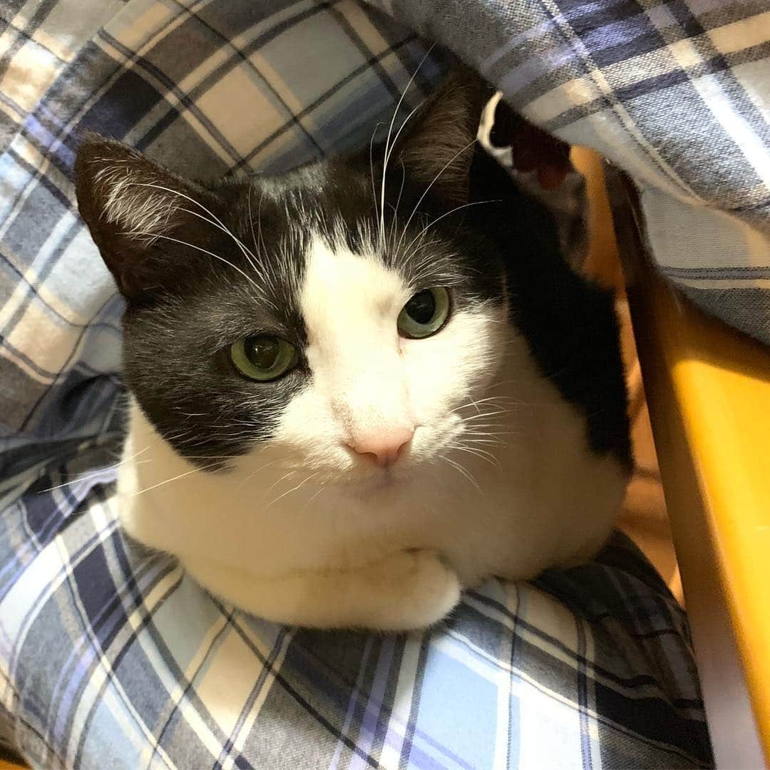 野間美由紀のインスタグラム：「隙間猫。」