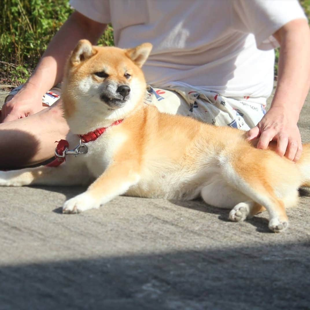 柴犬たま Shibainu Tamaのインスタグラム