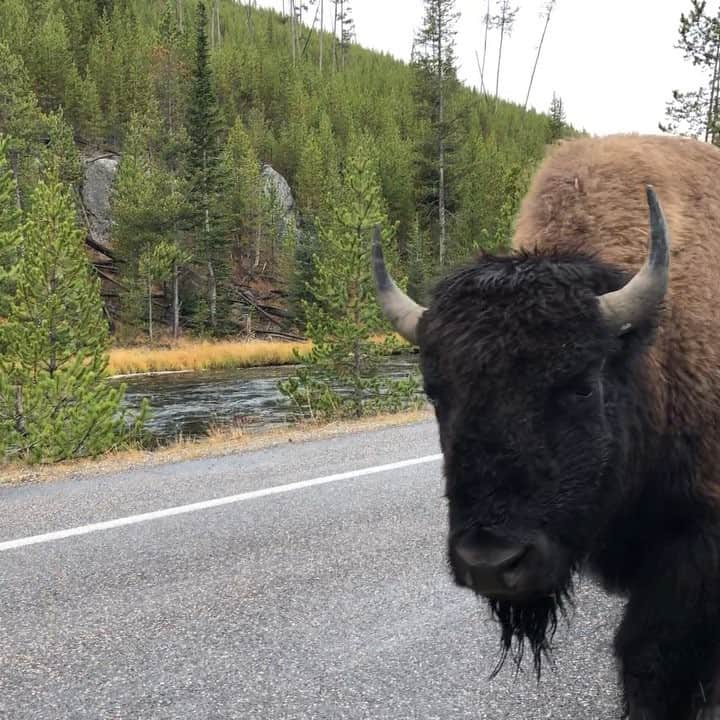 久保田智子のインスタグラム：「😳‼️ #bison #yellowstone #yellowstonenps」