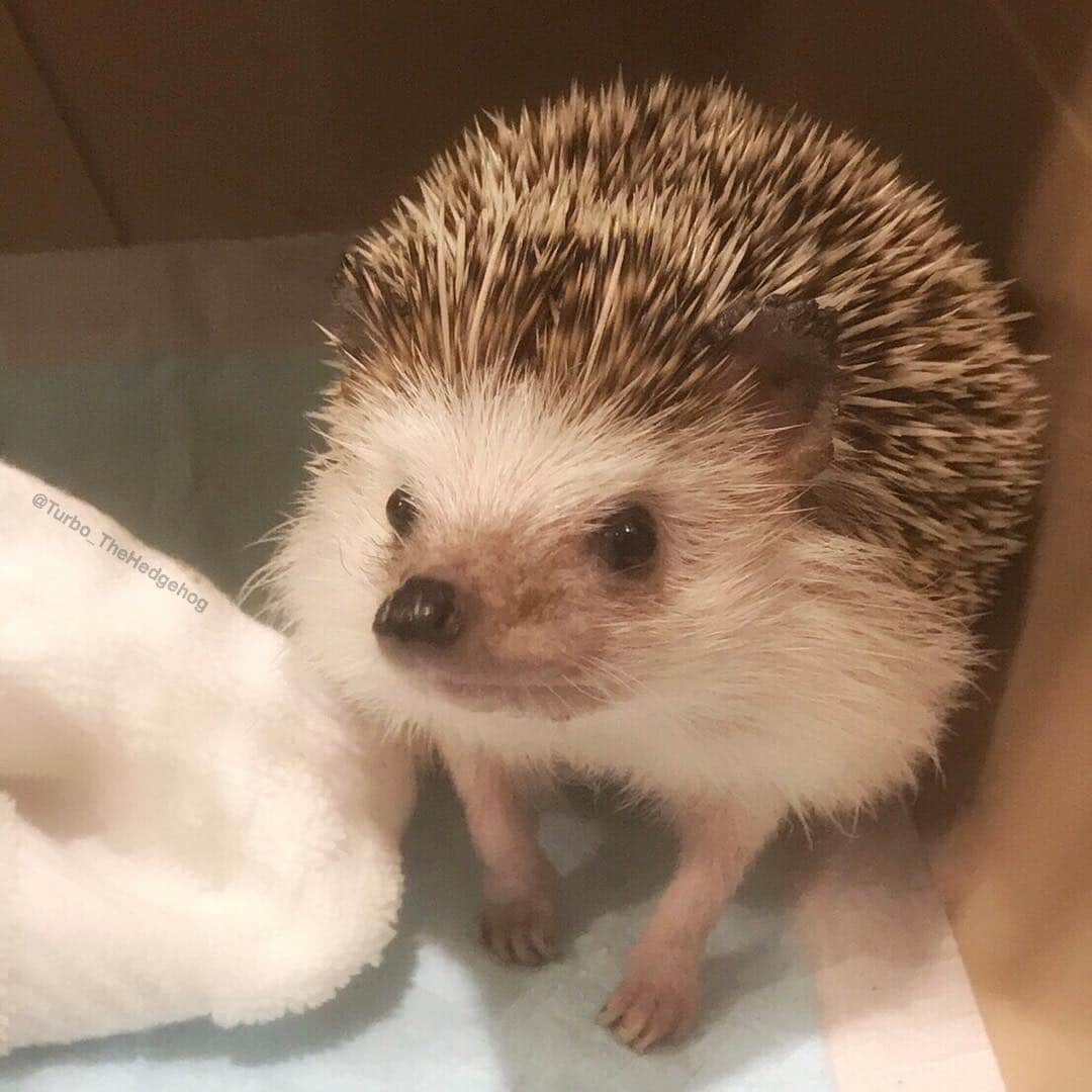 ターボのインスタグラム：「Dear Turbo the Hedgehog friends, family and fans, hope everyone is doing well. - It is with great sadness we would like to inform everyone, Turbo has peacefully passed away early yesterday morning. - Turbo was nearly 5 years old, at 4 years and 11 months. - We deeply appreciate and thank all the followers of Turbo throughout the years. We would like to specifically thank all the fans who shared Turbo’s photos to fans who drew Turbo and even the kind individuals who published Turbo’s photos on various websites and magazines. Of course, we also appreciate all the kind comments and messages all these years. - To all the fans who eagerly waited for updates of Turbo, we apologize we couldn’t post much lately. - Turbo was nearly 5 years old. In human years, it would be equivalent to around 80 years old. We were very lucky to have him with us for this long. It was a blessing to have him and seeing him everyday gave us a smile on our face. We could not ask for more. He will be sorely missed. - We truly hope Turbo has also given you a smile and lifted your spirits whenever you view his photos. - This was one of Turbo’s final photos. We hope you enjoy it one last time. - Thank you so much again to everyone. Take good care. - R.I.P. Turbo 🦔Nov. 2013 - 👼🏻Oct. 7, 2018」