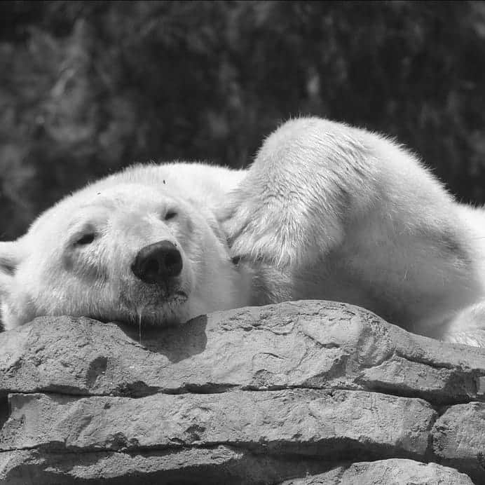 Polar Bearsのインスタグラム：「😍 I'm beautiful 😍 . #savepolarbears #polarcouture #savethearctic #saveourseaice #polarbear #climatechange #globalwarming #sustainability #sustainableliving #chicmonday #happymonday #sustainablestyle #saveouroceans #arcticprotection #northpole #orsopolare #ourspolaire #monaco #cotedazur #principautedemonaco #frenchriviera #casualchic #wildlifeprotection #wildlifeadventures #plasticfreeoceans」