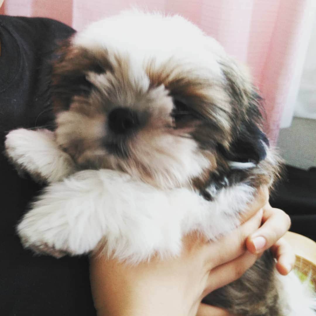 川面千晶さんのインスタグラム写真 川面千晶instagram 夜中３時に起床 シーズー Shihtzu 子犬 赤ちゃん 早起きすぎる おじいちゃんかよ 甘えた まじで甘えた 甘えたジジイ子犬 10月9日 9時49分 Chankawamo