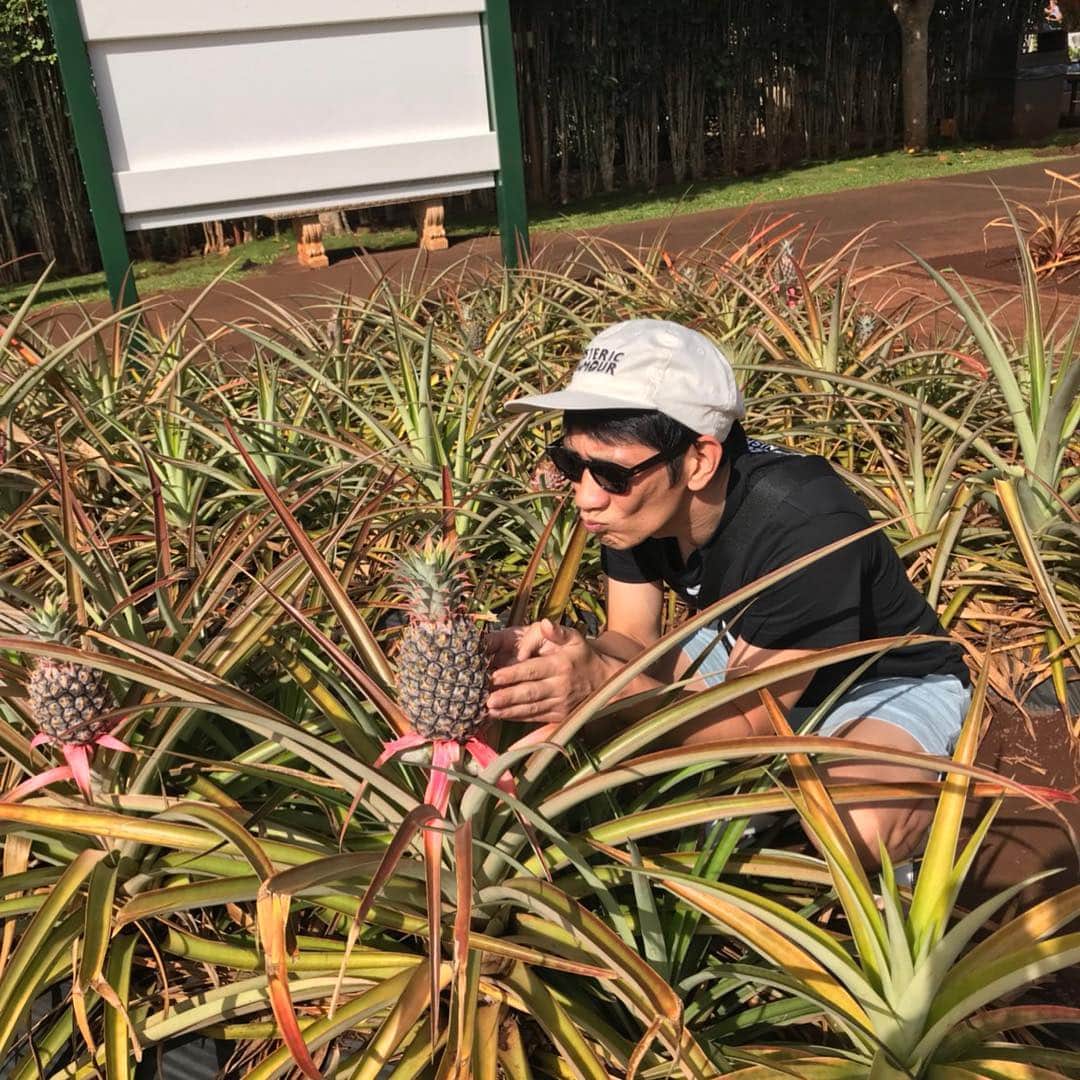 柴田英嗣のインスタグラム：「パイナポー  #パイナポーちゃいちだよー。 #そんで美味しそうだよー。 #そんで良い匂ひだよー。 #そんでチクチクって刺さるよー。 #あーかわゆす。」