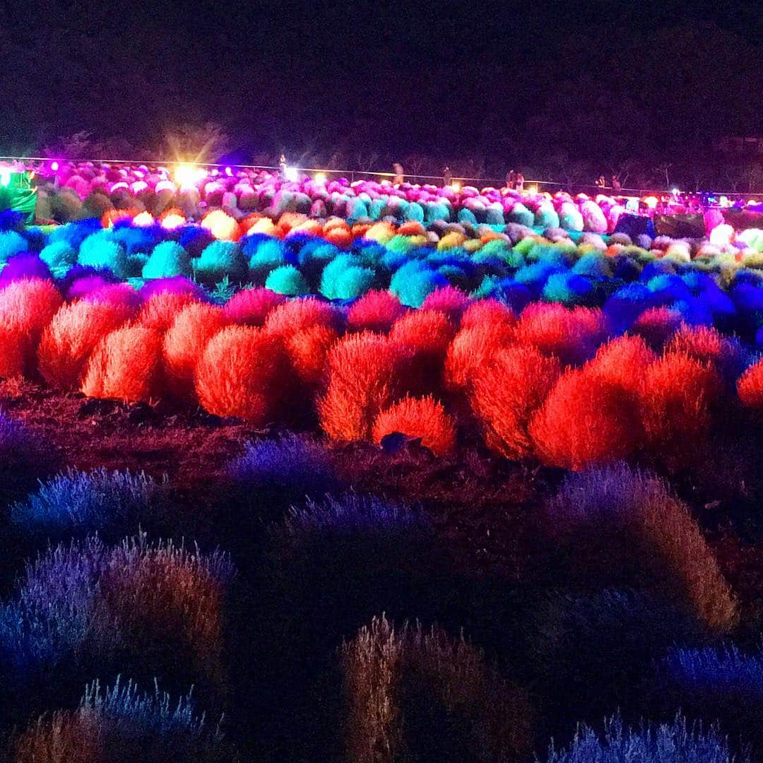 bon ponさんのインスタグラム写真 - (bon ponInstagram)「宮城県柴田郡川崎町の「みちのく杜の湖畔公園」で開催されていた『コキアカリ』を観に行って来ました。 約1万株のコキアが虹色にライトアップされている幻想的な光景は、夢のように美しかったです🌈✨ 8日は、バヤラトさんによる馬頭琴の生演奏がありました。馬頭琴の美しい音色が風景に溶け込んで、心に染み渡りました。 肌寒い夜でしたが、「イーレ！はせくら王国」の「カカオ亭」の出店で、名物のカカオカレーと豚汁のセットを食べて、心身ともに温まりました🍛 初めて食べたカカオカレーは、香ばしくてコクがあって、とても美味しかったです👍 (慶長遣欧使節としてスペインに渡った支倉常長は『初めてチョコレートを食べた日本人』と言われており、支倉常長の縁の地にある「イーレ！はせくら王国」では、カカオをふんだんに使った料理やオリジナルチョコレートを提供しています) ・ #コキアカリ #コキア #ライトアップ #みちのく杜の湖畔公園 #みちのく湖畔公園 #みちのく公園 #馬頭琴 #カカオカレー #夫婦 #60代 #ファッション #コーディネート #夫婦コーデ #グレイヘア #白髪 #共白髪 #couple #over60 #instagramjapan #greyhair #bonpon511」10月9日 12時10分 - bonpon511