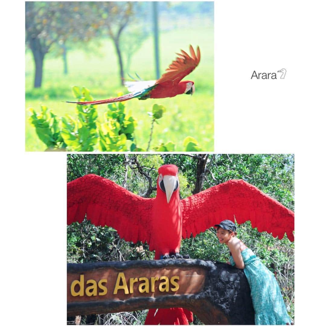 小澤陽子さんのインスタグラム写真 - (小澤陽子Instagram)「on travel ✈︎. . ◆Arara𓅿 この真っ赤でカラフルな鳥は、Arara(アララ)といって、名前のように鳴くんです𓅿❤️ 他にも、野生のアリクイ や カピバラ、アルマジロ、ホタル なども普通に居て、沢山観ることができます🦔💛 . . ◆広大な土地に、ポコポコしているのは、なんでしょう、、？ 蟻塚なんだそうです🐜🌋 ちなみにここの土は、とっても赤い茶色でした！. . ◆Ippei 至るところに、ちょこんと一本ずつ、群れをなさずに生える、黄色いお花が咲く木🌳 日本ではあまり見ないような、鮮やかな黄色🌼 日本の桜のような存在だそう✦  #Bonito #Brazil #冒険好きおざよーの旅記録✈︎」10月9日 19時37分 - yoko.ozawa729