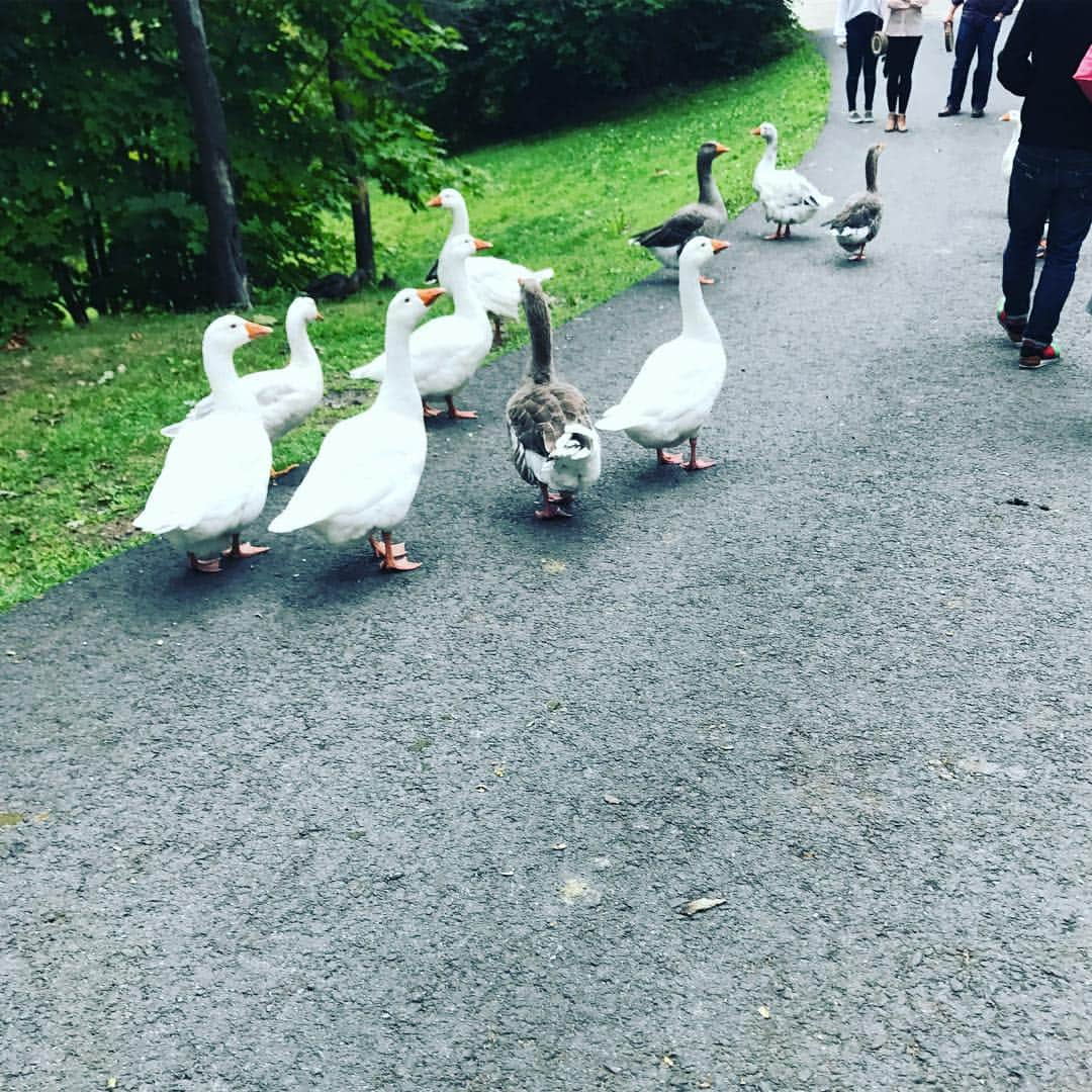 里田まいさんのインスタグラム写真 - (里田まいInstagram)「夏の思い出。 お友達たちとみんなで、郊外に一泊旅行へ行きました。 道にアヒルたち！ 楽しかったです(^^)」10月10日 1時59分 - maisatoda_official