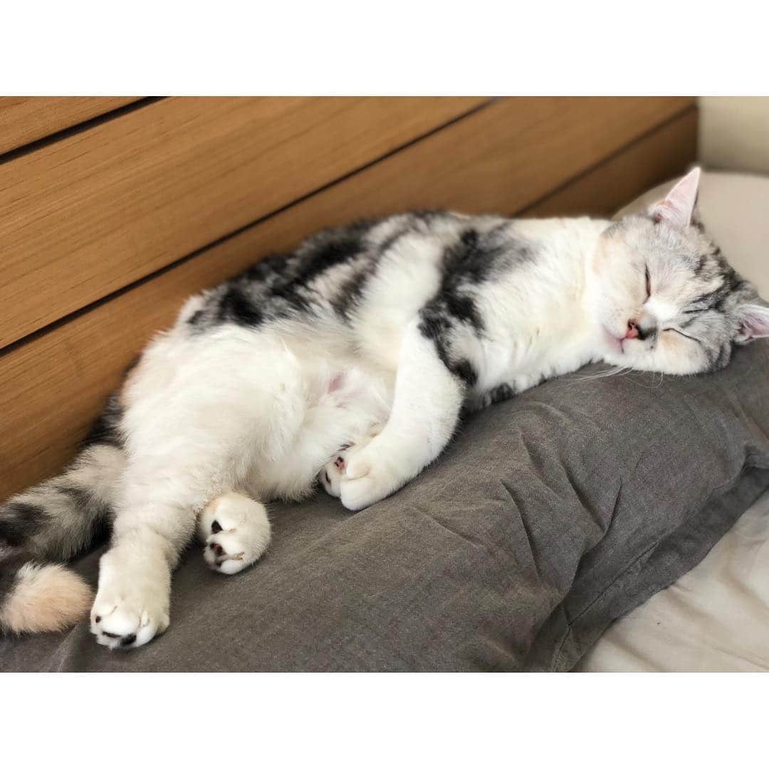 岡本玲さんのインスタグラム写真 - (岡本玲Instagram)「. ここ最近、朝起きると とろろに完全に枕を取られてます。 わたしの頭は枕の下側にあります。 いつ押し出されてるのだろうか🤔 . 姉に、「あんたのinstagram猫しかおらんやん。」 なんて言われたけど、 半分、"とろstagram"として 胸を張ってやっていきます😤」10月10日 11時12分 - rei_okamoto