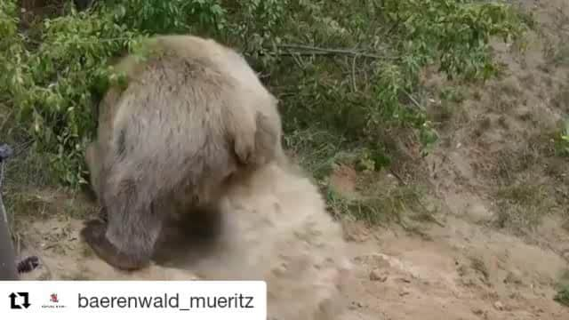 Bearsのインスタグラム：「#Repost @baerenwald_mueritz (@get_repost) ・・・ >>sound on! 🔊 🔜Winter is coming 🌦☃️ Luna already started digging her den for the winter. Maybe it's soon time for hibernation? 🐻」